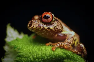 Hylid: Madagascar Tree Frog (Boophis boehmii) in the Rainforests