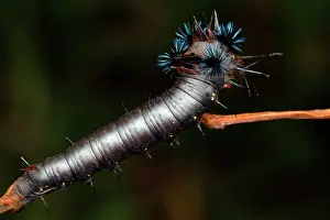 Andasibe: Madagascar wild silkworm (Borocera marginalepunctata)