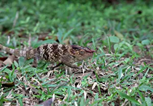 Furcifer: Madagascar. A young Oustalet's Chamelion