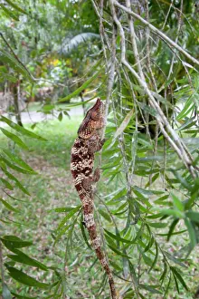 Furcifer: Madagascar. A young Oustalet's Chamelion