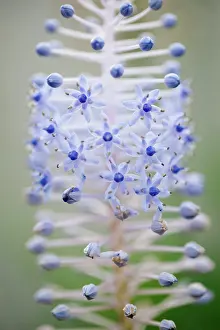 Scilla: Madeira squill, Scilla madeirensis, Close side view