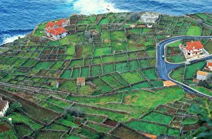 Heathers: Madeira - Tiny fields hedged with tree heather