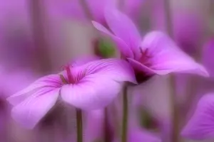 Madeiran: Madeiran Cranesbill - pink coloured blossoms