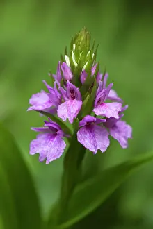 Madeiran: Madeiran Orchid