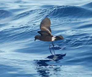 Madeiran: Madeiran Storm-Petrel - dancing on sea - June