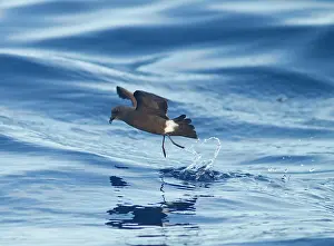 Madeiran: Madeiran Storm-Petrel - dancing on sea - June