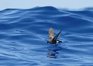 Madeiran: Madeiran Storm-Petrel - dancing on sea - June