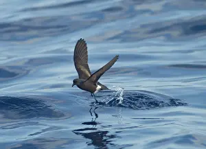 Madeiran: Madeiran Storm-Petrel - dancing on sea - June