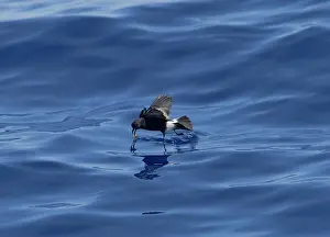 Madeiran: Madeiran Storm-Petrel - feeding on sea - June