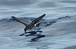 Madeiran: Madeiran Storm-Petrel - feeding on sea - June