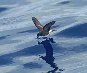 Madeiran: Madeiran Storm-Petrel - feeding on sea - June