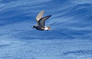 Madeiran: Madeiran Storm-Petrel - in flight over sea - June