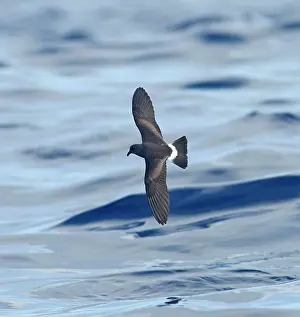 Madeiran: Madeiran Storm-Petrel - in flight over sea - June