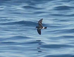 Madeiran: Madeiran Storm-Petrel - in flight over sea - June