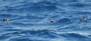 Madeiran: Madeiran Storm-Petrel - in flight over sea - June