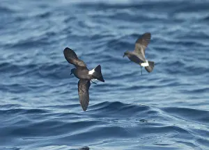 Madeiran: Madeiran Storm-Petrels - in flight over sea - June