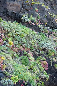 Succulents: Madeira's flora - North coast flora - Mostly succulents