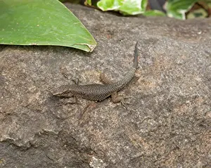 Lacerta: Madeiria Lizard