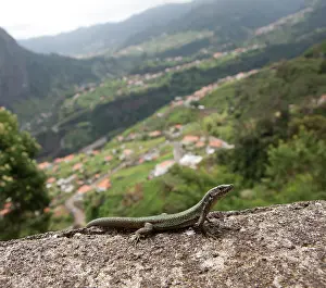 Lacerta: Madeiria Lizard