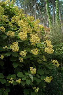Senecio: Madeiro's Senecio petasitis