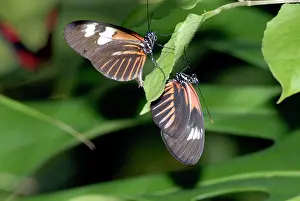 Heliconius: Madiera butterflies mating