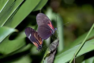 Heliconius: Madiera butterflies mating
