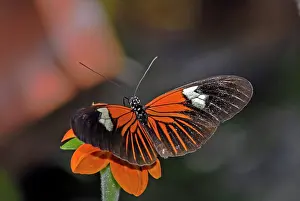 Visiting: Madiera butterfly visiting flower