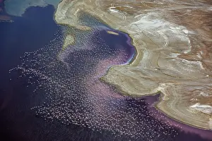 Rift: Magadi lake in Kenya and flamingos