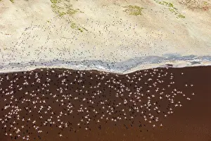 Rift: Magadi lake in Kenya and flamingos