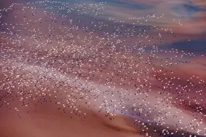 Rift: Magadi lake in Kenya and flamingos