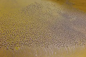 Rift: Magadi lake in Kenya and flamingos