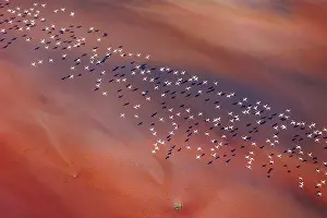 Rift: Magadi lake in Kenya and flamingos