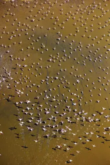 Rift: Magadi lake in Kenya and flamingos