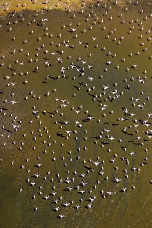 Rift: Magadi lake in Kenya and flamingos