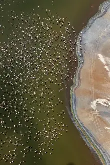 Rift: Magadi lake in Kenya and flamingos
