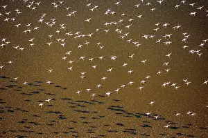 Rift: Magadi lake in Kenya and flamingos
