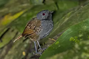 110119: Magdalena Antbird (Sipia palliata) Rio Claro Natural