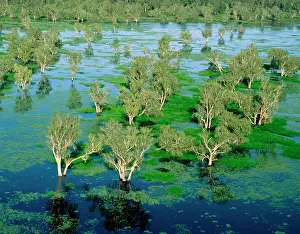 Paperbark: Magela Creek wetlands, Paperbark swamp (Melaleuca