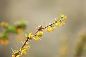 Magellan: Magellan Barberry