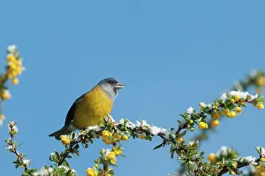 Sierra: Magellan Barberry