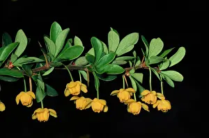 Magellan: Magellan Barberry / Calafate - in spring