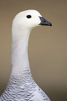 Magellanic: Magellan Goose