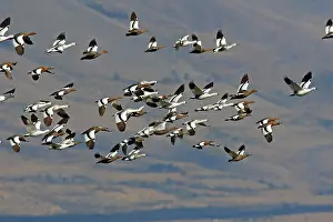 Magellan: Magellan Goose or Upland Goose - flock in flight