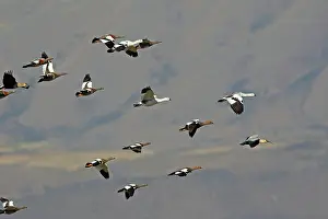 Magellan: Magellan Goose or Upland Goose - flock in flight