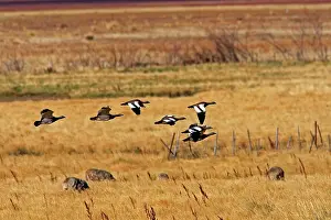 Magellan: Magellan Goose or Upland Goose - flock in flight