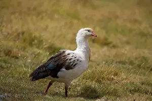 Pampa: Magellan Goose / Upland Goose - male adult foraging in pampa