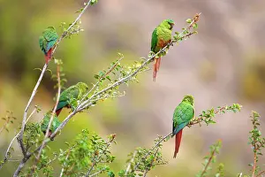Magellan: Magellan Parakeet / Austral Parakeet / Austral