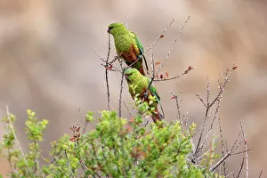 Magellan: Magellan Parakeet / Austral Parakeet / Austral