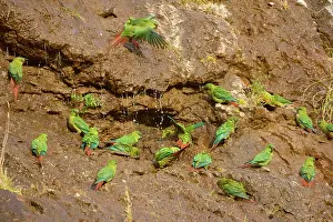 Magellan: Magellan Parakeet / Austral Parakeet / Austral