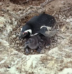 Magellanic: Magellan Penguin